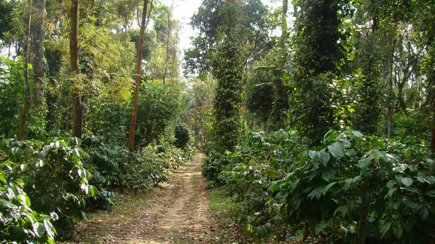 Visiting a Coffee Plantation! Indian Coffee Culture